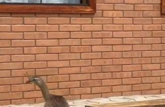 Refúgio Rodreipe - Foto 18