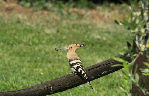 Fattoria Gambaro di Petrognano - Foto 46