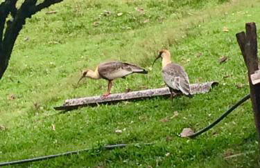 Rancho da Vovó Cleia 1 - Foto 38