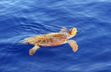 Villa Olympia - Foto 17