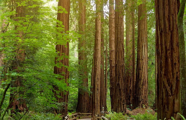 Muir Woods & Sausalito Tour - Photo 3