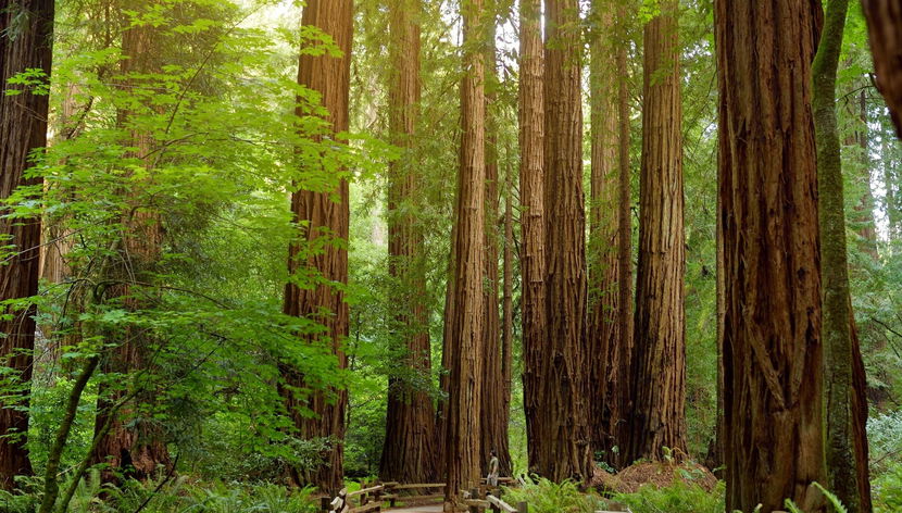 Escursione a Muir Woods e Sausalito