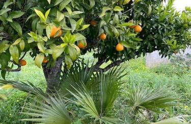 Quinta do Coelhoazul - Foto 17