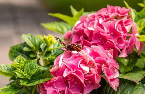 BuchenBlick, Ferienwohnung - Foto 5