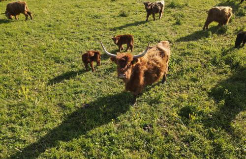 Highland Warmia - Gospodarstwo agroturystyczne - Foto 57