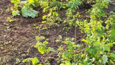 La maison colorée - Foto 3, Garden