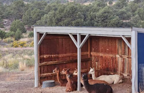 Mountain Farm Stay, Alpacas and Views, Royal Gorge 15min - Foto 54