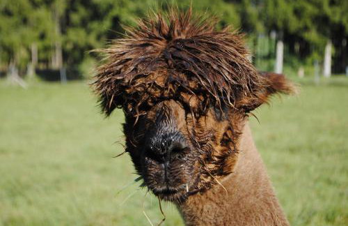 FeWo "AlpakaZeit" im ökologischen Holzhaus mit traumhafter Aussicht und Alpakas - Foto 20