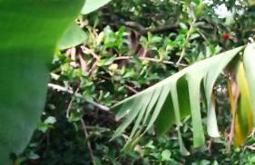 Lugar de descanso e muito verde praia e lagoa Araruama - Foto 14