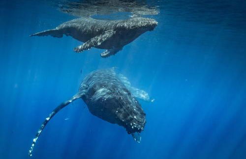 Beautiful Condo at Kihei Ali'i Kai, Close to Beach - Foto 118