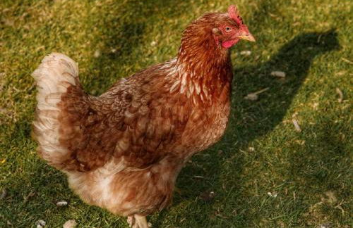 Ferienwohnung Mirtei - Foto 42