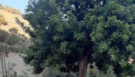 Karampinis - Photo 3, Garden