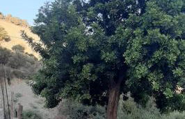 Karampinis - Photo 3