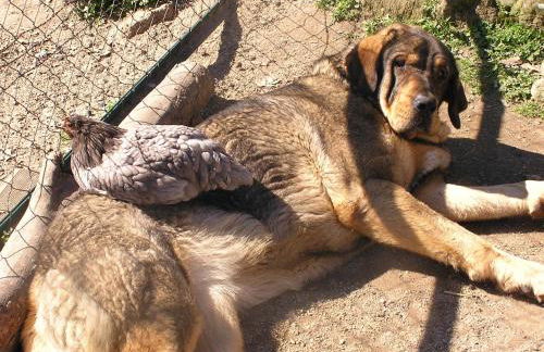 Apartamentos Rurales Ecopangea - Foto 43