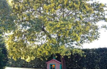 La Casina di campagna tra Cecina e Bibbona - Foto 38