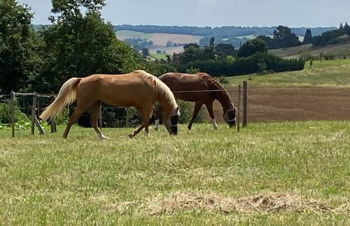 Logement entier de charme, gite équestre GERS Flamarens - Foto 52