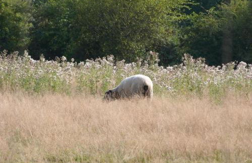 Golden Light Cottage Escape - Foto 35
