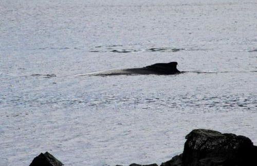 Coastal Camping Cabin with Wood-Burning Stove on Whale Island, Alaska - Foto 18