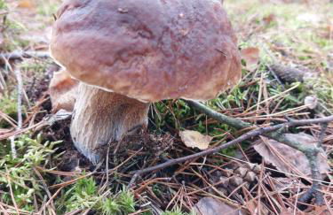 Ferienwohnung am Drömling Südheide - Gerda - Foto 42