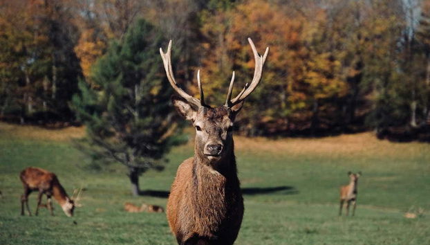 Veremos a los majestuosos alces