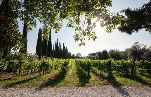Agriturismo Tra gli Ulivi, Chiappini Winery - Photo 33