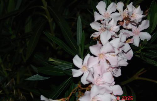 Terpsichore Apartments - Foto 31