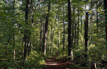 Private Lakeside cabin in the Heart of Chippewa NF - Foto 31