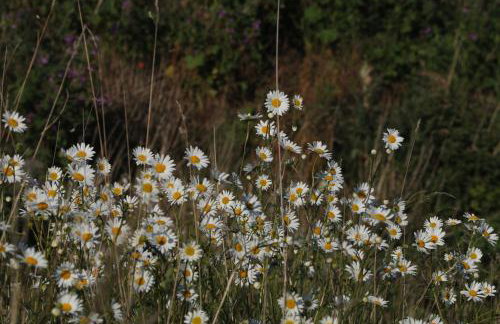 Waterside Lodges Cambridge - Foto 66