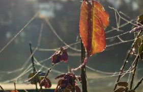 Ostoja Dębowa Studnica - Foto 21