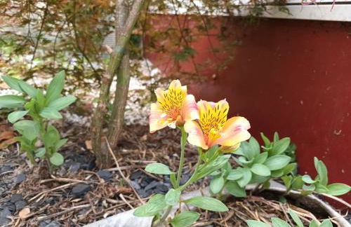 Gîte du jardin de Charlotte - Ancenis St Géréon - Foto 25