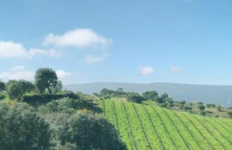 Casa da Mata - Foto 37