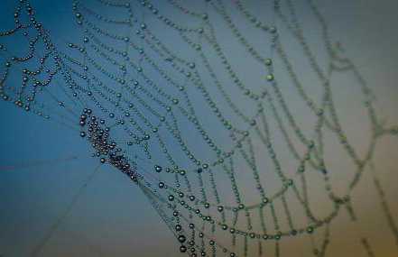 Siedlisko Przy Lesie Alpaka 3 - Foto 60