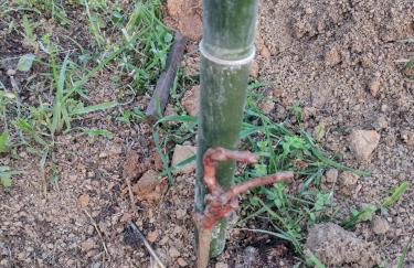 Sitio Casa na Árvore - Photo 2