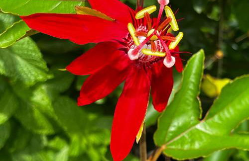 Luxury Historic Shotgun Home in Lower Garden District - Foto 72