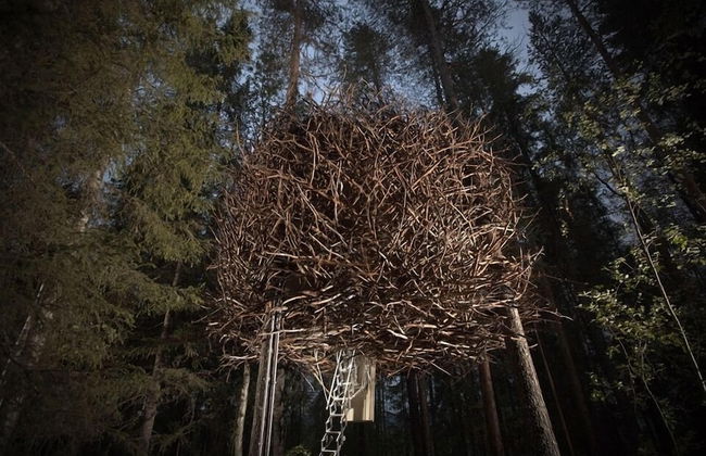 Tree Hotel - Foto 10