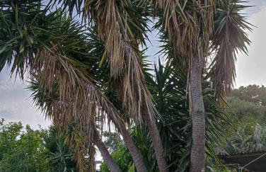 palm-tree - Foto 59