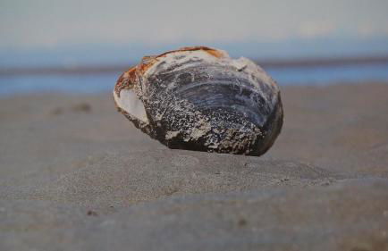 Ferienwohnungen Auf der Düne - Foto 52