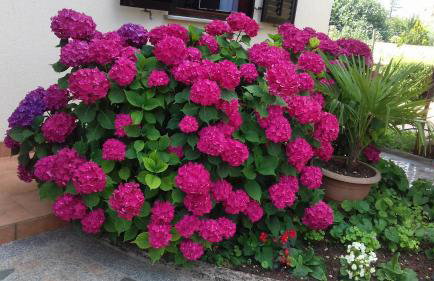 Apartment Anna - Foto 31