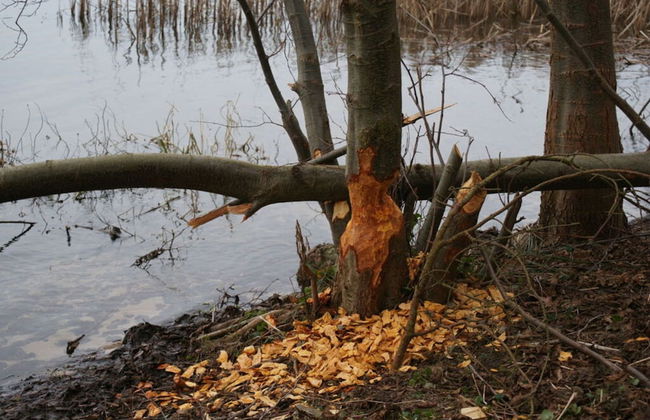 Classy Apartment in Ferchesar - Foto 10