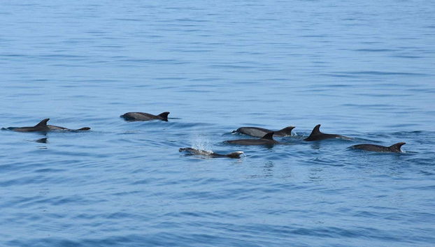 Famille de dauphins
