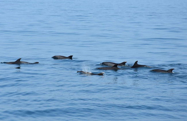 Observation de dauphins à Benalmádena - Photo 5