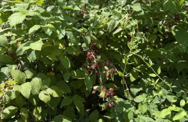 The Ancient Bears Den By Avada Properties - Foto 28