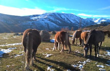 Ferme Can Llull - Foto 8