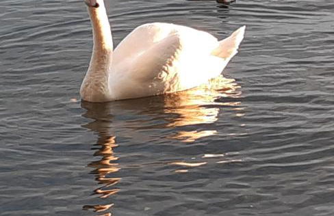 Lakeside Apartment - Seeufer Apartment - Foto 31