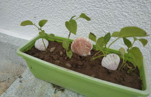 Villa Kotetsi - Rooms To Let - Volissos - Chios - Foto 36