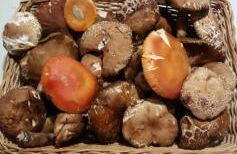 La Vecchia Quercia - Foto 67