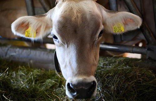 Appartements Obermairhof - Foto 11