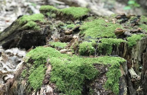 Schwarzwald Glück - Photo 7