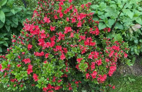 Böhmerwaldnest - Foto 47