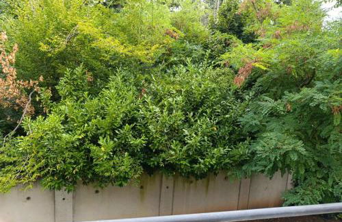 Locations Vacances Obernai Studio - Foto 38